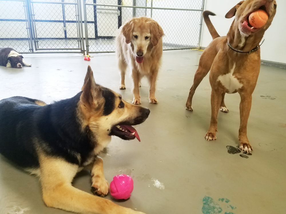 Daycare Dogs