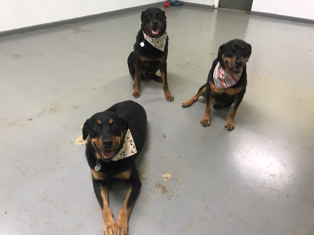 Daycare Dogs