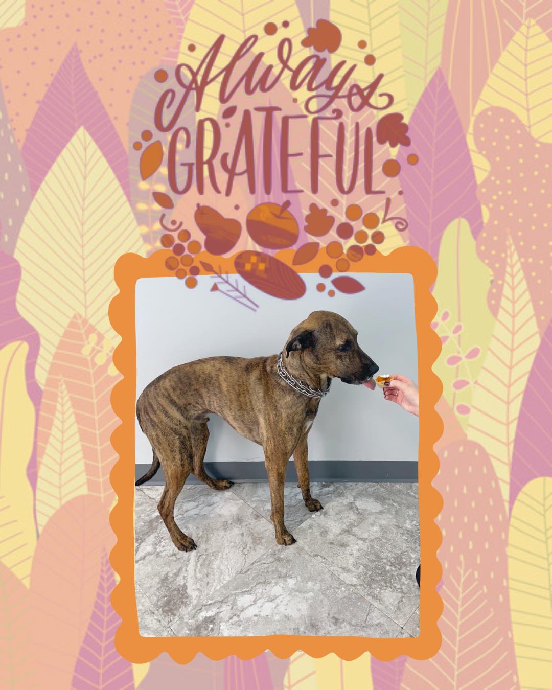 Thanksgiving Photoshoot