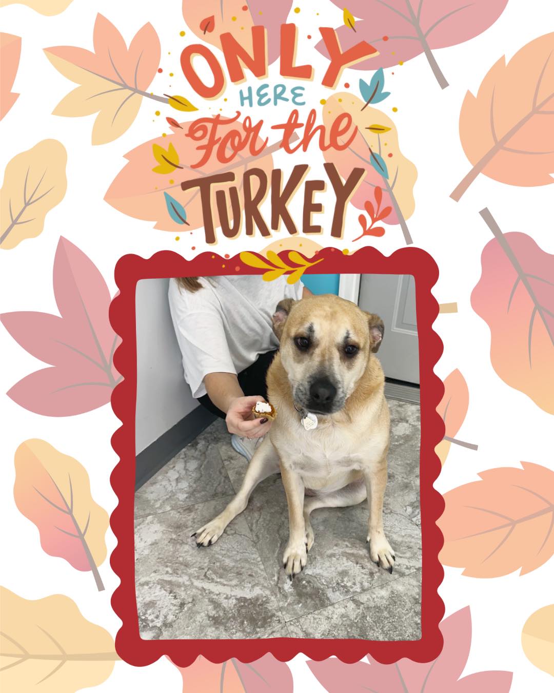 Thanksgiving Photoshoot