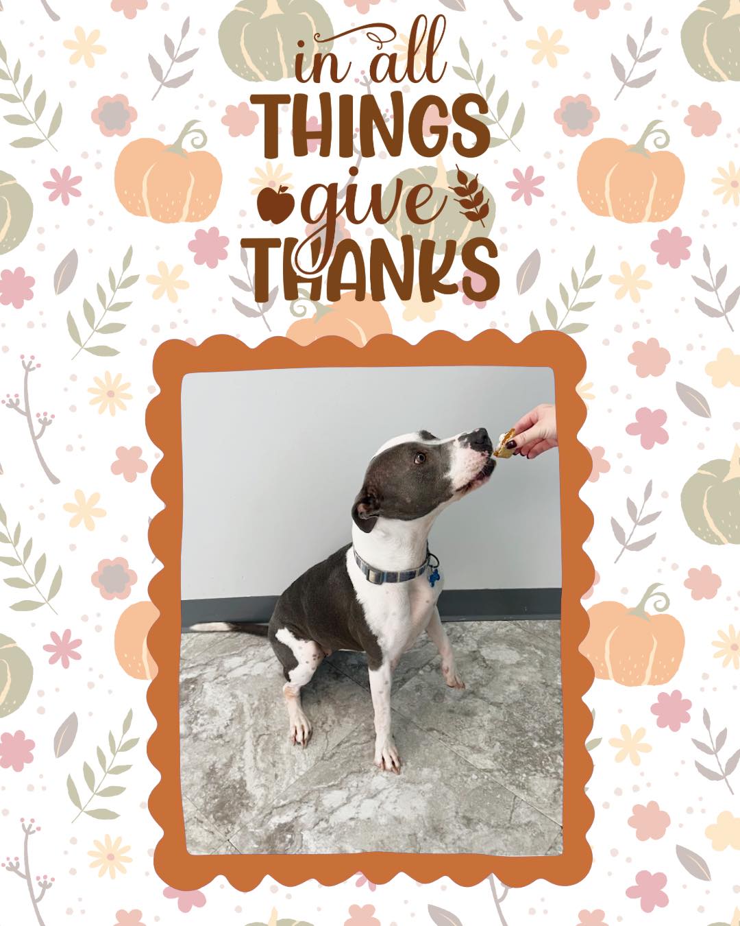 Thanksgiving Photoshoot